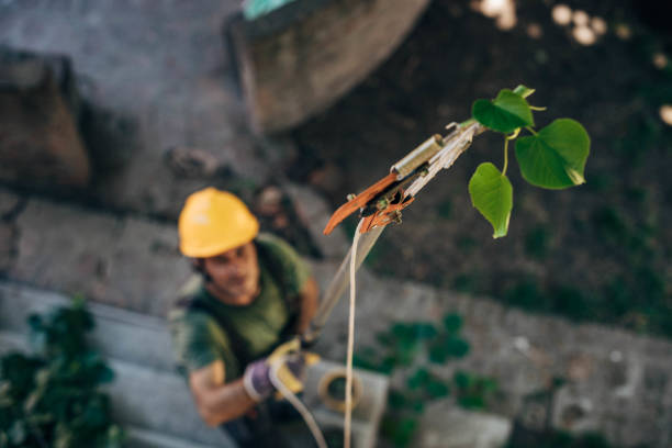 Best Arborist Services Near Me  in Yacolt, WA